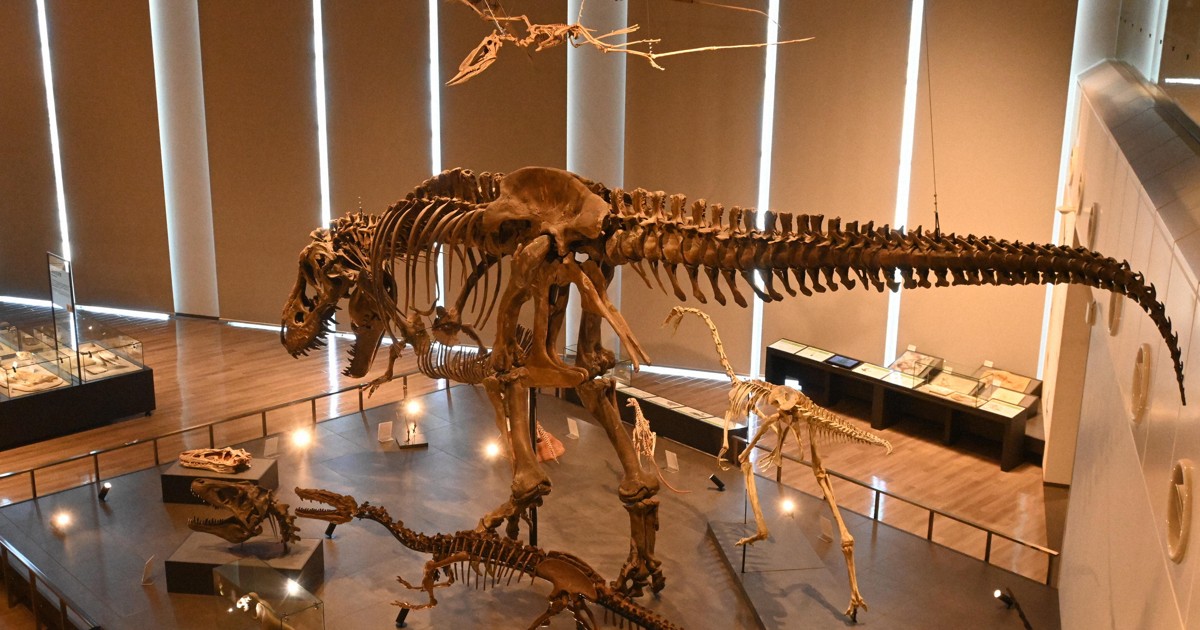 推しはティラノサウルスの全身骨格 恐竜博物館で学ぶ地球の歴史 [写真