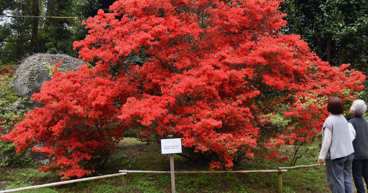 Easy Japanese news in translation: Azaleas delight visitors at garden in Fukuoka Prefecture