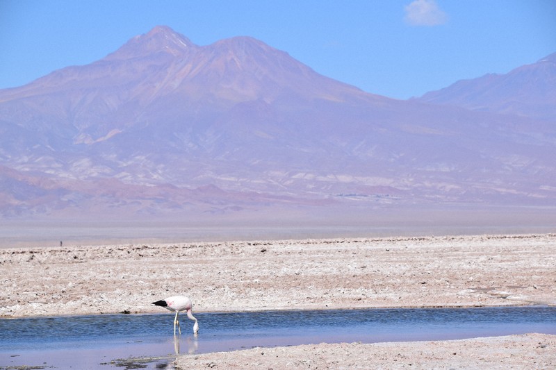 リチウムが取れるチリのアタカマ塩湖。数少ない水辺で野生のフラミンゴが餌を探していた＝チリ北部で2022年9月2日、中村聡也撮影