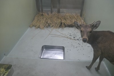 奈良公園鹿隻數量連兩年創新高，專家憂不當餵食影響生態