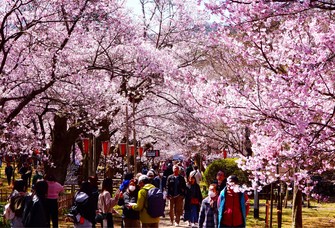 満開の桜と花見客たち。桜の開花は全国的に早まっている＝長野県伊那市で2026年4月3日午前、宮坂一則撮影