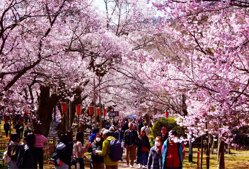 満開の桜と花見客たち。桜の開花は全国的に早まっている＝長野県伊那市で2026年4月3日午前、宮坂一則撮影