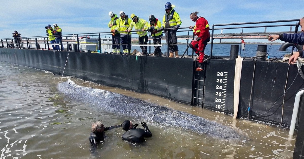 衰弱の座礁クジラ「見捨てられない」　救出巡り論争も　ドイツ
