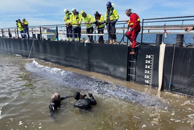 沖合にえい航するための巨大な水槽に誘導されるザトウクジラの「ティミー」＝独北部ペール島付近で2026年4月28日、ロイター