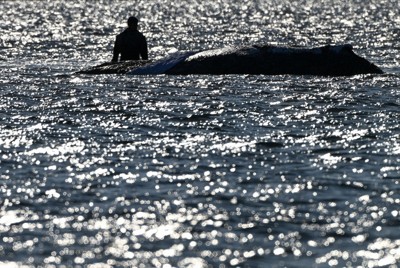 座礁したザトウクジラの「ティミー」の様子を見るボランティア＝ドイツ北部ペール島付近で2026年4月21日、ロイター