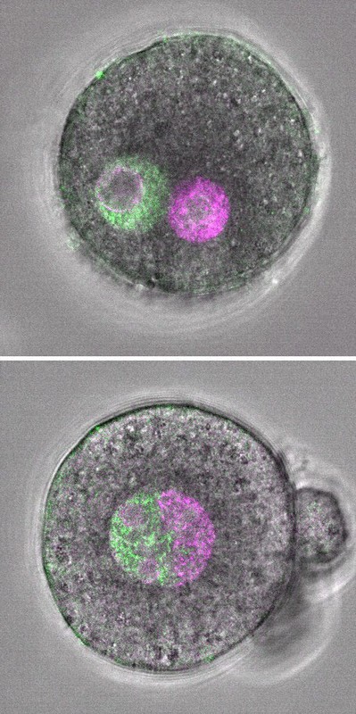 父方のゲノム（緑色）と母方のゲノム（紫色）が二つの前核に分かれている通常の受精卵（上）と父方と母方のゲノムを人工的に一つの前核にまとめた受精卵の顕微鏡画像（理化学研究所提供・共同）