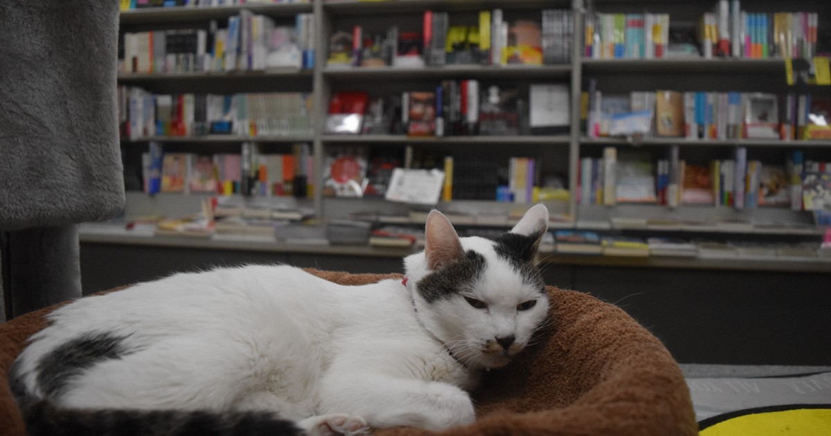 「用がなくてもつい…」保護猫3匹が店番の書店、客絶えず　大阪