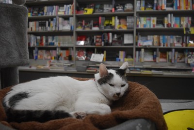 店内でくつろぐ保護猫のナナ＝大阪市港区のブックスB2026年4月15日午後3時15分、広瀬晃子撮影