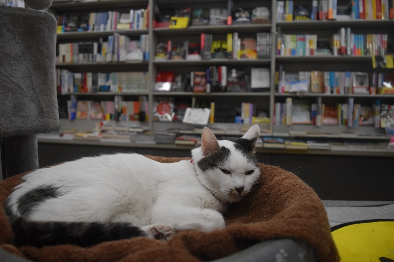 店内でくつろぐ保護猫のナナ＝大阪市港区のブックスB2026年4月15日午後3時15分、広瀬晃子撮影
