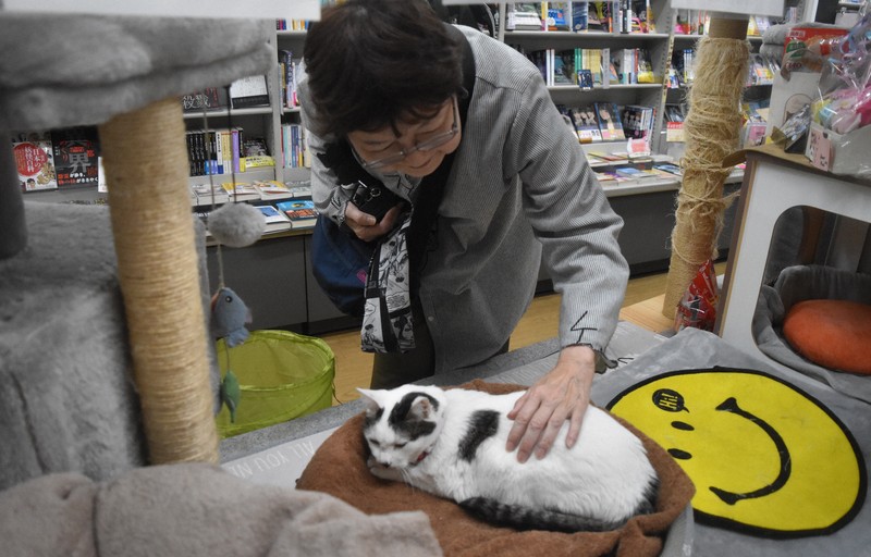 保護猫を可愛がる常連客＝大阪市港区のブックスBで2026年4月15日午後2時30分、広瀬晃子撮影