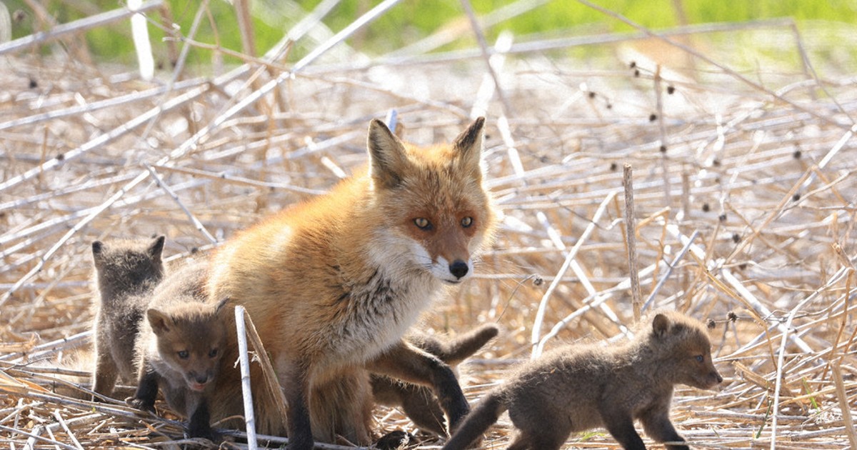 6さいからのニュース：キタキツネが子そだて中 | 毎日新聞