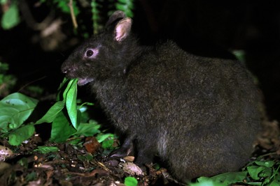 道路際で葉を食べていた国指定特別天然記念物のアマミノクロウサギ＝鹿児島県の奄美大島で2026年4月20日、滝川大貴撮影