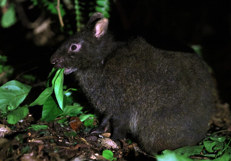 激レア！　巨大株　アマミシダ　奄美大島固有種　現地採集株 奄美大島の動物たち 環境整備で固有種豊かに [写真特集1/21] | 毎日新聞