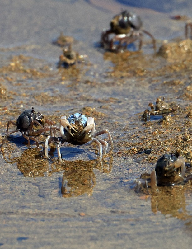 奄美大島の動物たち 環境整備で固有種豊かに [写真特集1/21] | 毎日新聞