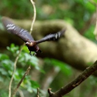 多様な植物の生い茂る「やんばるの森」を飛び回り、餌を探す国指定特別天然記念物のノグチゲラ＝沖縄県国頭村で2026年4月22日、喜屋武真之介撮影