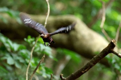 多様な植物の生い茂る「やんばるの森」を飛び回り、餌を探す国指定特別天然記念物のノグチゲラ＝沖縄県国頭村で2026年4月22日、喜屋武真之介撮影
