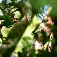 「やんばるの森」で、繁殖期を迎えている国指定特別天然記念物のノグチゲラ。頭部の赤い個体がオスで、茶色の個体がメス＝沖縄県国頭村で2026年4月21日、喜屋武真之介撮影