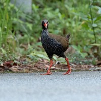 道路上に姿を見せた国指定天然記念物のヤンバルクイナ＝沖縄県国頭村で2026年4月21日、喜屋武真之介撮影