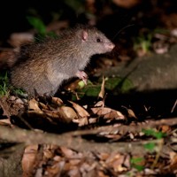 道路脇で餌を探す国指定天然記念物のケナガネズミ。夜になると樹上から餌を求めて地面に下りてくることも。コンクリートの色に似て、動きものんびりしているため事故に遭いやすい＝沖縄県国頭村で2026年4月23日、喜屋武真之介撮影