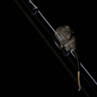 電線の上を移動する国指定天然記念物のケナガネズミ。夜になると樹上から餌を求めて地面に下りてくることも。コンクリートの色に似て、動きものんびりしているため事故に遭いやすい＝沖縄県国頭村で2026年4月20日、喜屋武真之介撮影