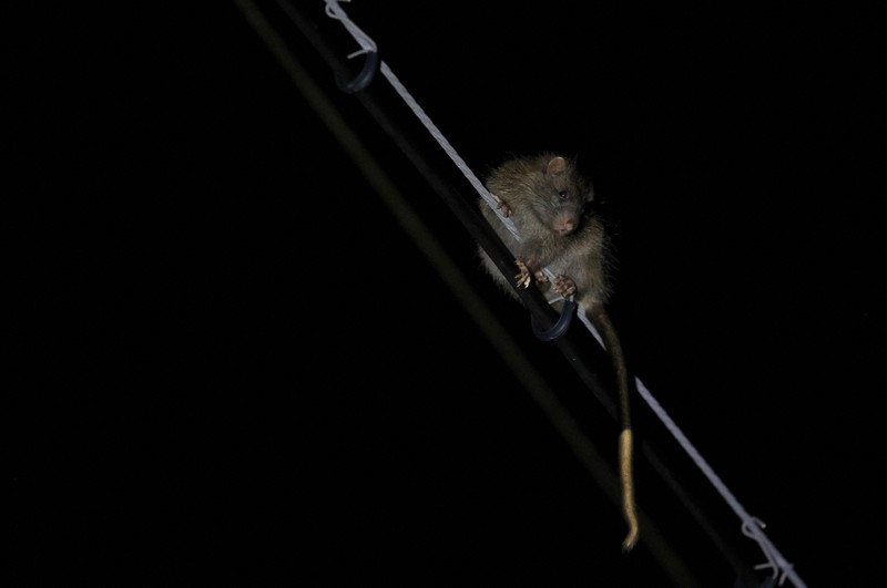 電線の上を移動する国指定天然記念物のケナガネズミ。夜になると樹上から餌を求めて地面に下りてくることも。コンクリートの色に似て、動きものんびりしているため事故に遭いやすい＝沖縄県国頭村で2026年4月20日、喜屋武真之介撮影