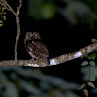 夜の「やんばるの森」を飛び交うリュウキュウコノハズク＝沖縄県国頭村で2026年4月21日、喜屋武真之介撮影