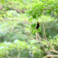 多様な植物の生い茂る「やんばるの森」を飛び回り、餌を探す国指定特別天然記念物のノグチゲラ＝沖縄県国頭村で2026年4月22日、喜屋武真之介撮影