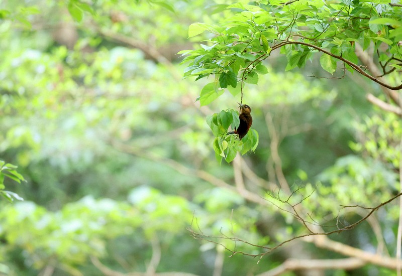 多様な植物の生い茂る「やんばるの森」を飛び回り、餌を探す国指定特別天然記念物のノグチゲラ＝沖縄県国頭村で2026年4月22日、喜屋武真之介撮影