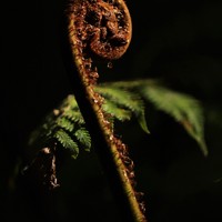 「やんばるの森」に生えるシダ植物の新芽＝沖縄県国頭村で2026年4月22日、喜屋武真之介撮影