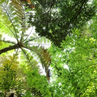 「やんばるの森」の特殊な生態系を支える多様な植物＝沖縄県国頭村で2026年4月21日、喜屋武真之介撮影
