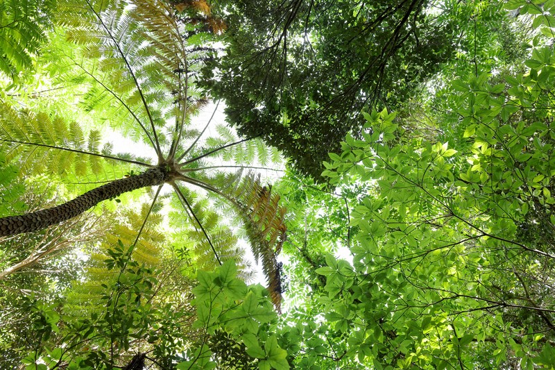「やんばるの森」の特殊な生態系を支える多様な植物＝沖縄県国頭村で2026年4月21日、喜屋武真之介撮影