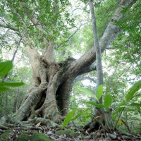 伊部岳の山中にあるオキナワウラジロガシ。樹齢は300年以上と推定されている＝沖縄県国頭村で2026年4月20日、喜屋武真之介撮影