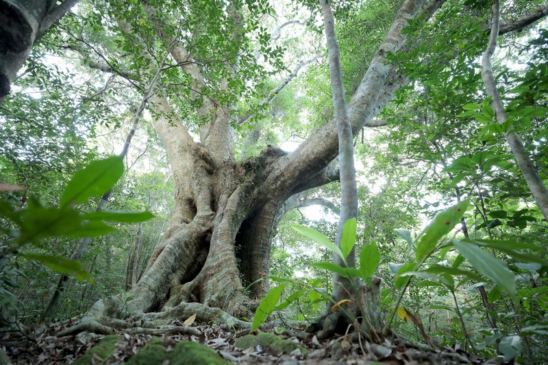 伊部岳の山中にあるオキナワウラジロガシ。樹齢は300年以上と推定されている＝沖縄県国頭村で2026年4月20日、喜屋武真之介撮影