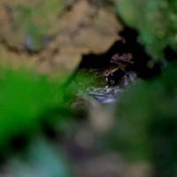 こけの生えた岩のすき間で、こちらを警戒するハナサキガエル。沖縄本島北部の固有種だ＝沖縄県国頭村で2026年4月22日、喜屋武真之介撮影