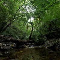 「やんばるの森」の特殊な生態系を支える多様な植物＝沖縄県国頭村で2026年4月22日、喜屋武真之介撮影
