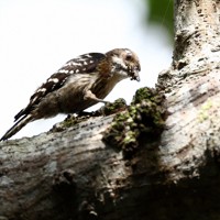「やんばるの森」で虫をついばむリュウキュウコゲラ＝沖縄県国頭村で2026年4月20日、喜屋武真之介撮影