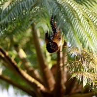 「やんばるの森」のヒカゲヘゴにぶら下がり、羽を休めるコウモリ＝沖縄県国頭村で2026年4月20日、喜屋武真之介撮影