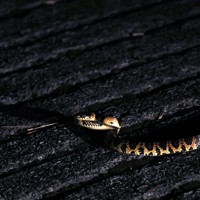 道路の中央にいたにいたアカマタ。夜はまだ冷え込むためか、動きは鈍かった＝沖縄県国頭村で2026年4月23日、喜屋武真之介撮影