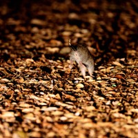 跳ねるように走る国指定天然記念物のケナガネズミ。夜になると樹上から餌を求めて地面に下りてくることも。コンクリートの色に似て、動きものんびりしているため事故に遭いやすい＝沖縄県国頭村で2026年4月23日、喜屋武真之介撮影