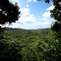 多様な生き物の宝庫となっている「やんばるの森」＝沖縄県国頭村で2026年4月20日、喜屋武真之介撮影