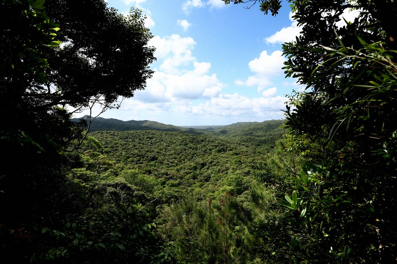 多様な生き物の宝庫となっている「やんばるの森」＝沖縄県国頭村で2026年4月20日、喜屋武真之介撮影