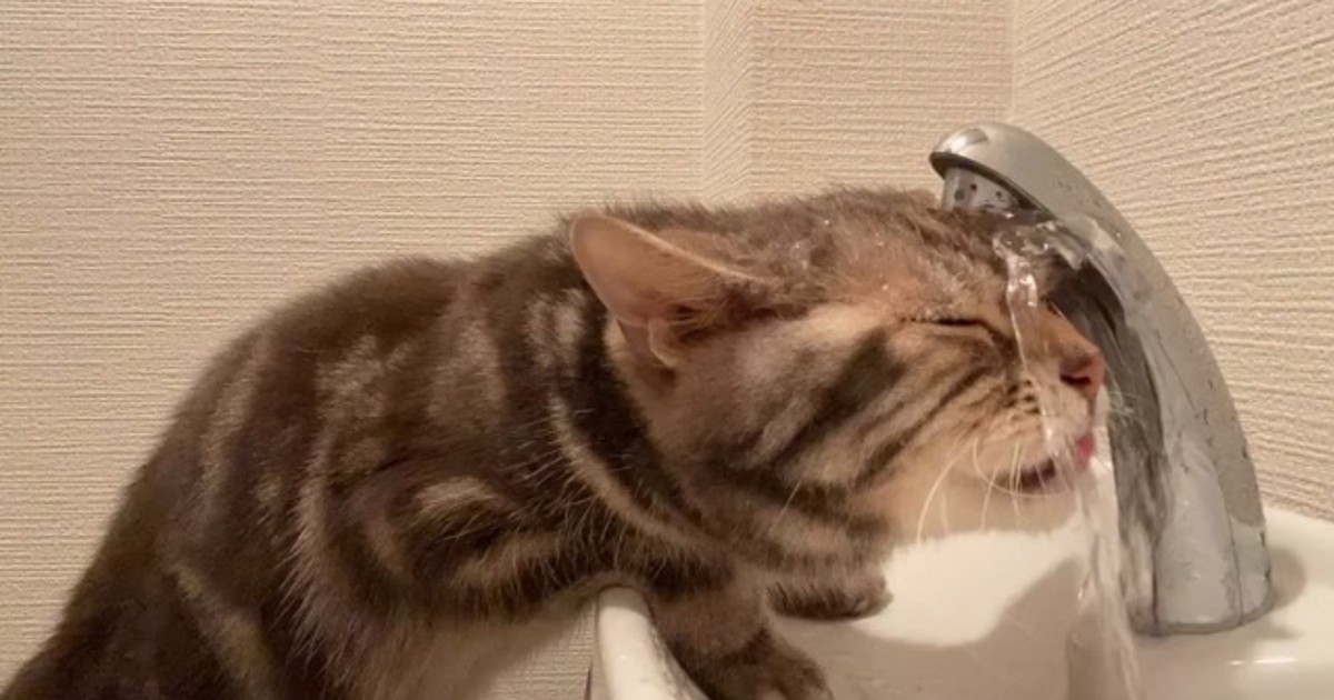 オリコンニュース：まるで滝行…猫の衝撃的な水の飲み方に103万回再生