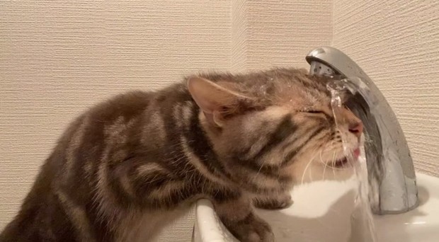 オリコンニュース：まるで滝行…猫の衝撃的な水の飲み方に103万回再生