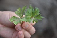 A nirinso (Anemone flaccida) leaf, left, is pictured next to a monkshood leaf, right, in Sapporo's Kita Ward, April 7, 2026. The shapes of the leaf tips differ, but depending on the variety, they can be even more difficult to distinguish. (Mainichi/Sahomi Nishimoto)