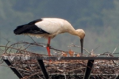 栃木県小山市下生井の渡良瀬遊水地人工巣塔で確認されたコウノトリのひな3羽の姿＝NPO法人わたらせ未来基金・青木章彦氏撮影（同市提供）