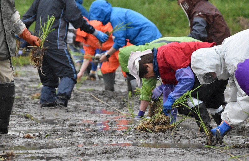 mokomoko農園 農福連携40人でマコモの田植え 菰野 ／三重 | 毎日新聞
