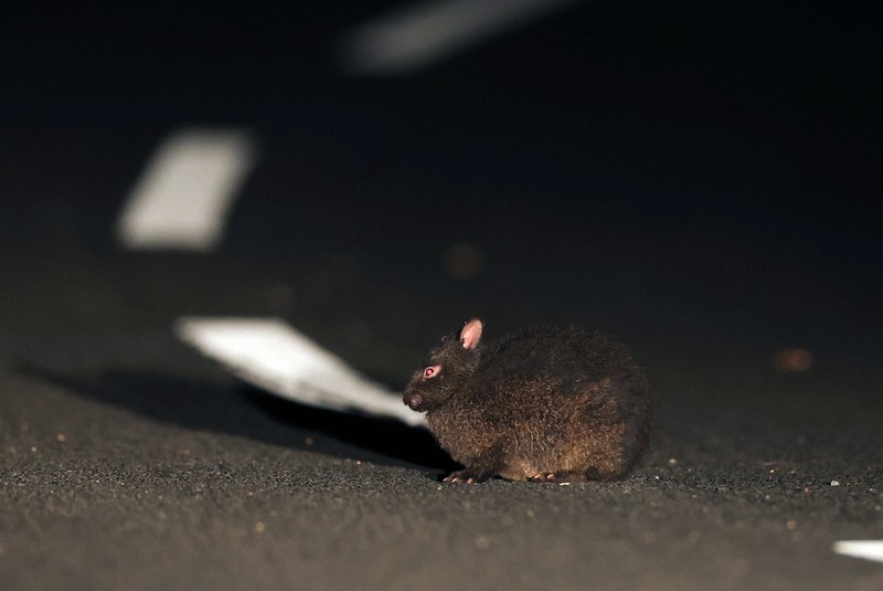 世界自然遺産登録5年 希少動物に迫るロードキル 奄美・沖縄 | 毎日新聞