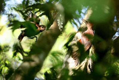 多様な植物の生い茂る「やんばるの森」で、繁殖期を迎えているノグチゲラ。頭部の赤い個体がオスで、茶色の個体がメス＝沖縄県国頭村で2026年4月21日、喜屋武真之介撮影