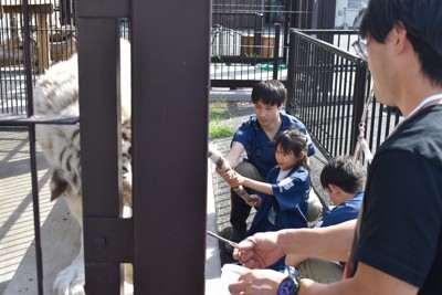 ホワイトタイガーの尾を持って採血をサポートする須藤すみれさん＝埼玉県宮代町の東武動物公園で4月19日、萩原佳孝撮影