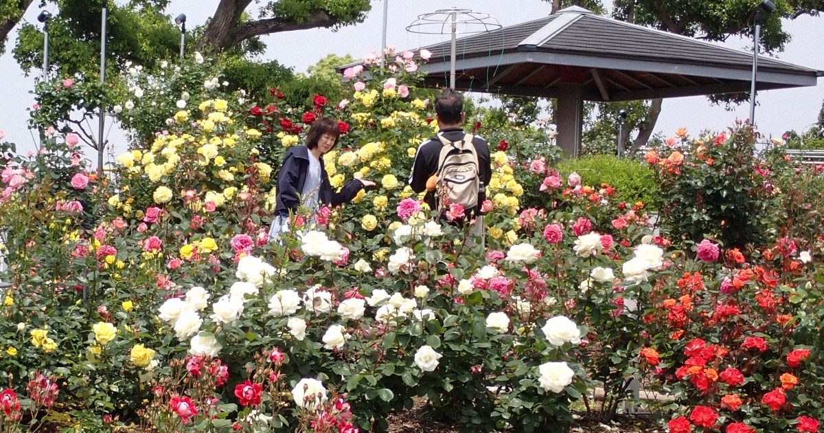 福岡でバラ見ごろ　芳醇な香りに包まれる　連休前の気温上昇受け